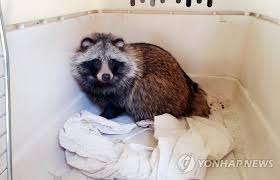 Contact 대학생 너구리 on messenger. ê´'ì£¼ì‹œì²­ì‚¬ì— ì•¼ìƒ ë„ˆêµ¬ë¦¬ ë' ë§ˆë¦¬ ì¶œí˜„ ì†Œë™ ì—°í•©ë‰´ìŠ¤