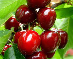 Cornelian cherry fruit tree seedling flowering shrub edible bush live plant. High Quality Cherry Seeds For Sale Very Delicious Fruit Tree Seeds View Cherry Seeds For Sale Fairy Valley Product Details From Shanghai Fairy Valley Industrial Co Ltd On Alibaba Com