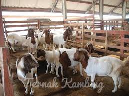 Kambing sendiri ada banyak sekali jenisnya seperti kambing jawa, kambing gembel, kambing kacang, kambing etawa, kambing boer, kambing kambing biasanya harganya melonjak ketika hari raya idhul adha atau hari qurban. Ternak Kambing Jln Labuk Sandakan 2021