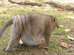 Tampermonkey is the most popular userscript manager, with over 10 million users. Angkor Wat S Chunky Monkeys Cambodia Youtube