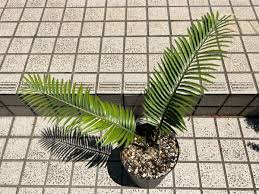 Image result for Encephalartos umbeluziensis