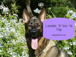 Can I Put Lavender Oil On My Dog Paws Right Here Easiest Dogs To Train Training Your Dog Dog Breath