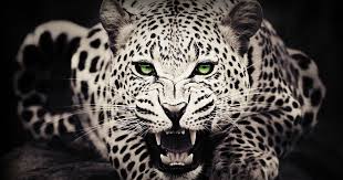 احدث المقالات اليومية المتنوعة في عالم التقنية والتصميمات والديكور Cheetah Wallpaper Wild Animal Wallpaper Leopard Wallpaper