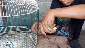 Berketuk (= berkotek) di luar sangkar, bertanam di luar pagar. Cara Membuat Sangkar Burung Tekukur Dan Puter Bahan Cover Kipas Dan Kawat Ram Youtube