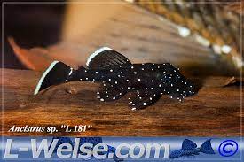 If there's one thing you should spend in this busy world, it's your vacation days. L Welse Com Datenbank Ancistrus Sp L 181 Powered By Reviewpost