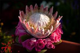 Paper Olive The Blog June 2010 Protea Flower South African Flowers Floral Trends