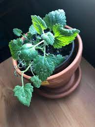 Can Anyone Tell Me What These White Spots Are On My Friends Catnip Plant Gardening Garden Diy Home Flowers Roses Natur Catnip Plant Plants Horticulture