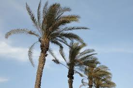 Maybe you would like to learn more about one of these? Should I Plant A Palm Tree In My Yard B And R Tree Services