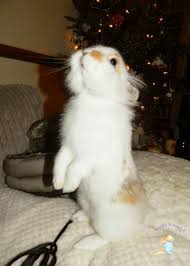 Nosy Christmas Bunny All Snug Florrie Aged 15 And A Half Weeks Our Baby Netherland Dwarf Lionhead Bunny Rabbit C Cute Bunny Pictures Bunny Lovers Cute Bunny