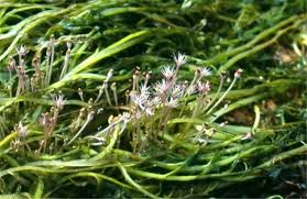 Image result for Podostemaceae