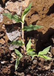 Image result for Urochloa reptans