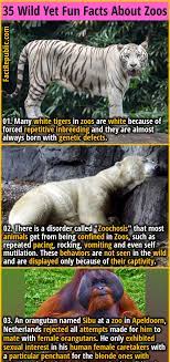 35 Wild Yet Fun Facts About Animals In Zoos Fact Republic In 2021 Fun Facts About Animals Fun Facts Animal Facts