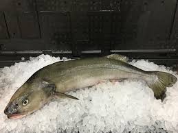 Jika tekstur mata ikan sudah pudar dan juga mengeluarkan kerut, sebaiknya hindari membeli ikan ini. Gak Semua Sehat 10 Jenis Ikan Yang Dilarang Dikonsumsi Terlalu Sering