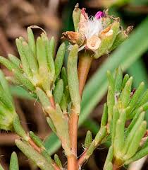Image result for Portulaca kermesina