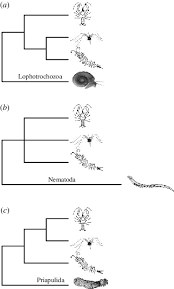 Euarthropoda is typically subdivided into five subphyla, of which one is extinct: Different Out Groups Support Different Positions Of The Root Of The Download Scientific Diagram
