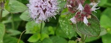 Image result for Mentha aquatica