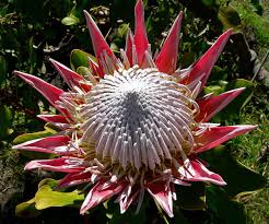 Image result for Protea rupestris