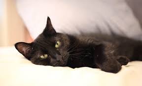 Why are cats so cute? Reductress Breaking My Cat Is Being So Cute Right Now