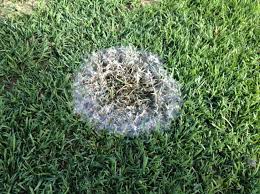 White water mold is actually a type of common fungus found in certain bodies of water. How To Get Rid Of Lawn Mold And Keep It Away