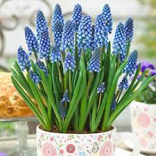 Muscari Big Smile Great Name March Muscari Plants Flowers