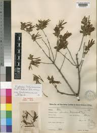 Image result for Englerina muerensis