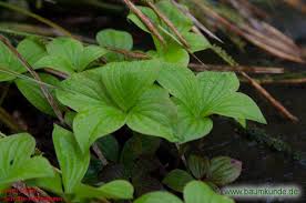 Dieser hartriegel wird meistens als bodendecker eingesetzt. Teppich Hartriegel Cornus Canadensis Zweig Bestimmen Teppich Hartriegel
