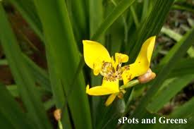 Yellow walking iris, apostle plant, martinique trimezia origin: Yellow Walking Iris Trimezia Steyermarkii Foster Spots And Greens