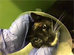 The virus, part of the genus orthopoxvirus, is closely related to the vaccinia virus. Novel Characteristics Identified In Two Cases Of Feline Cowpox Virus Infection