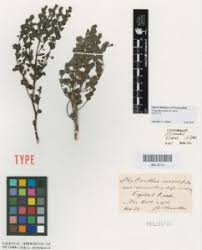 Image result for Phyllanthus glaucophyllus