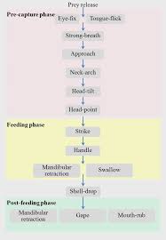 flow chart of predatory behavior of the keeled scaled snail