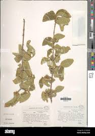 Image result for Vangueria esculenta