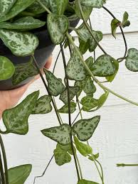 Image result for Ceropegia stenifolia