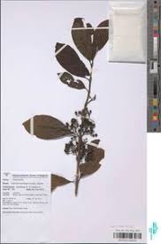 Image result for Galiniera saxifraga