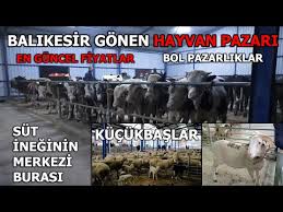 Balikesir Ivrindi Hayvan Pazari Kucukbas Fiyatlari Yukseliyor Buyukbas Fiyatlari Dusuyor Youtube