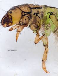 Image result for Hypselodelphys scandens