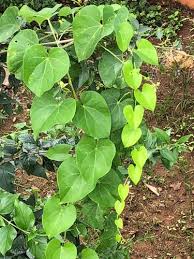 Image result for Tinospora