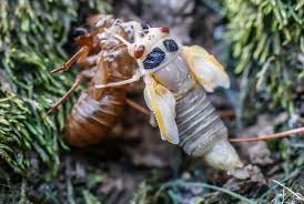 They are safe, not toxic or harmful. Are Brood X Cicadas Harmful To Dogs Here S What You Should Know