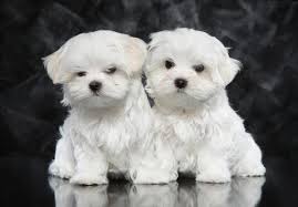 You've come to the right place! Maltese Puppies With Pedigree Of Korean Origin In Quirino Diffun Philippines