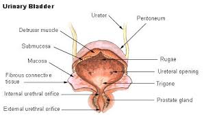 Seer Training Urinary Bladder
