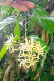 Image result for Leptactina delagoensis