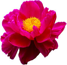 Transparent Flowers Peony X Flowers Rose Flower Photos Flower Background Iphone