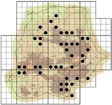 Image result for Cryptolepis cryptolepioides