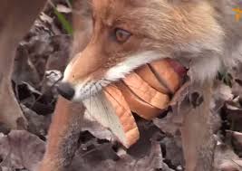 The other is a white morph, caused by a different gene. Video This Fox In Chernobyl Makes A Better Sandwich Than You Outdoorhub
