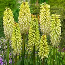 We did not find results for: Kniphofia Ice Queen J Parker Dutch Bulbs
