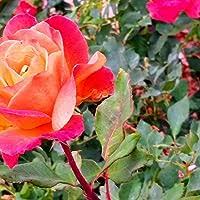 The Misfit of Demon King Academy 01: History's Strongest Demon King  Reincarnates and Goes to School with His Descendants by Shu