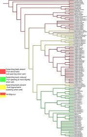 Image result for Trianthema salsoloides