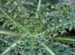 .free stock photos, thorn weed, weeds, download weed pictures, smoking weed images, picture of thorns, thorns and thistles, drugs weed, marijuana weed ganja, rose with thorns images, smoking. Musk Thistle Identifying Noxious Weeds Of Ohio