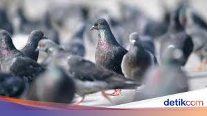 Burung merpati adalah burung peliharaan paling populer karena banyak dipelihara oleh pecinta burung. Bocah Inggris Meninggal Gara Gara Kotoran Burung Merpati