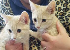 What do you need to know about friendship animal hospital? Veterinary Services West Friendship Animal Hospital