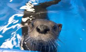 Texas A&M Small Animal Hospital Team Faces Unique Challenges Treating  Rescued Otter